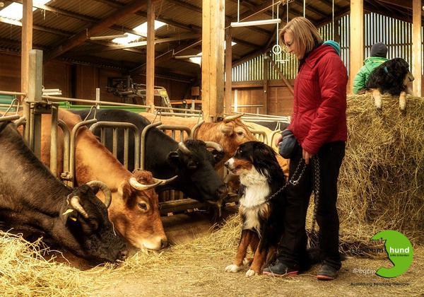 BauernhofTraining rund um hund ihre hundeschule im essener süden